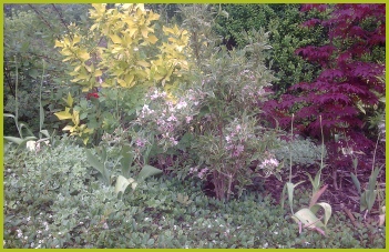 Landscape Gardener Plant Supplier & Planting Covering Redditch, Studley & Bromsgrove